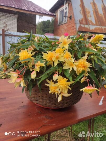 Бегония ампельная