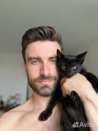 Котята в добрые руки даром