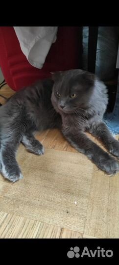 Вислоухая кошка