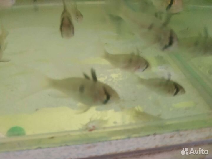 Апистограмма Рамирези вуалевая