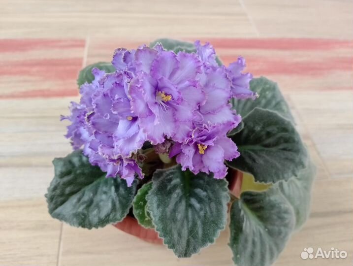 Фиалка Blue Dragon в подарок