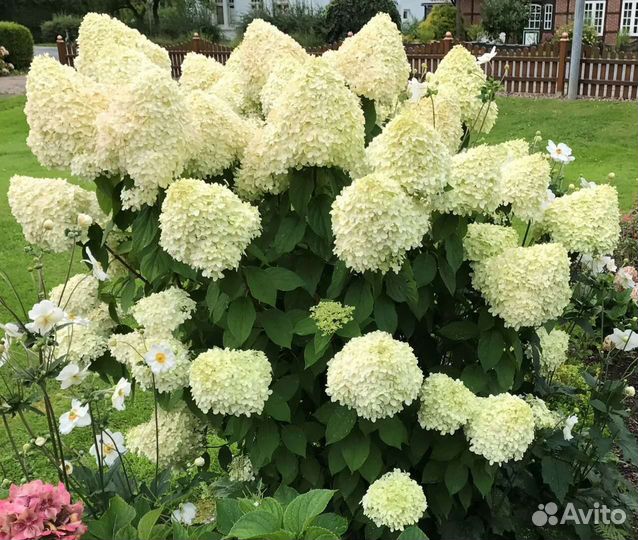 Гортензия Лаймлайт