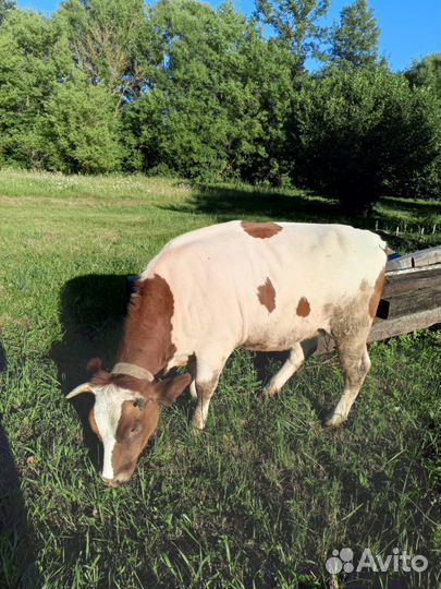 Тёлки тельные