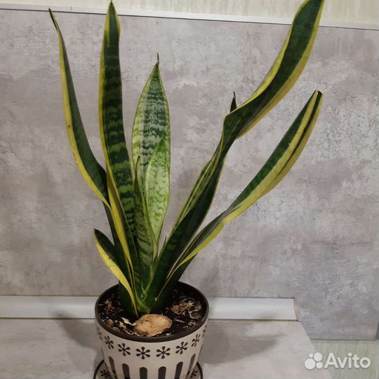 Сансевиерия Голд