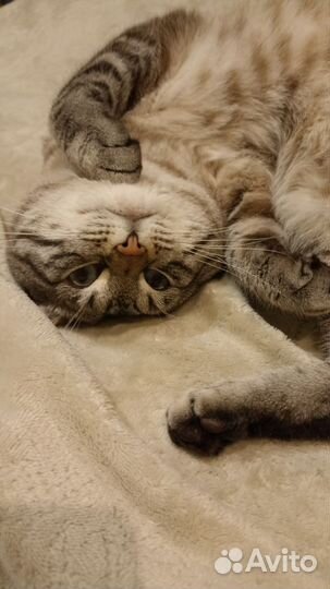 Кот - жених,вязка