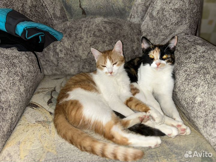 Отдам в добрые руки