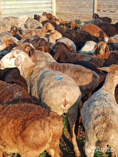 Курдючные бараны, ягнята