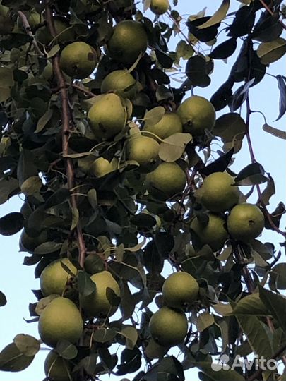 Груши яблоки