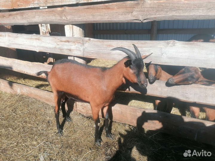 Козы дойные (Чешская коричневая короткошерстная)