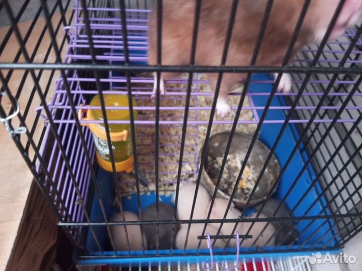 Продам сирийских хомячков