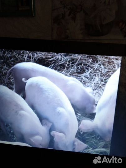 Поросята мясной породы