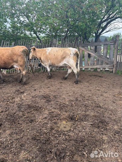 Коровы дойные молочные
