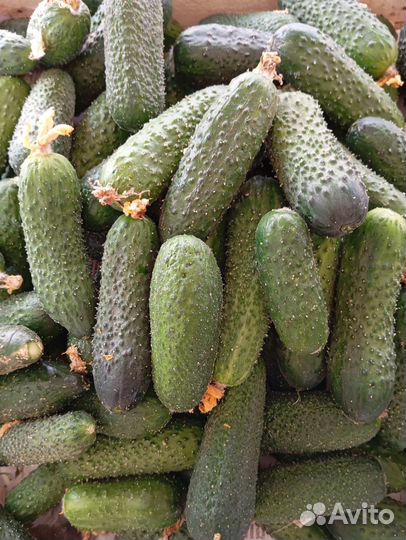 Огурцы свежие