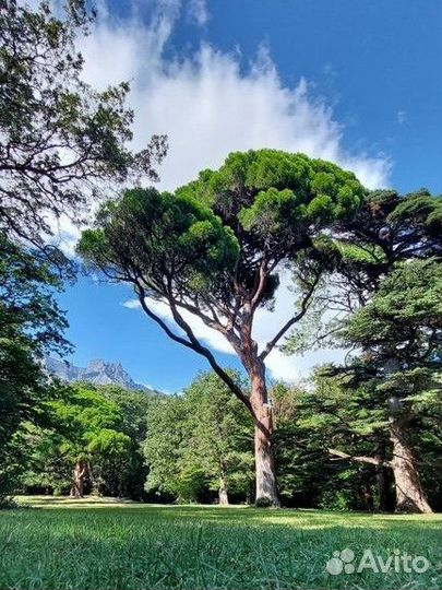 Экскурсии по Крыму