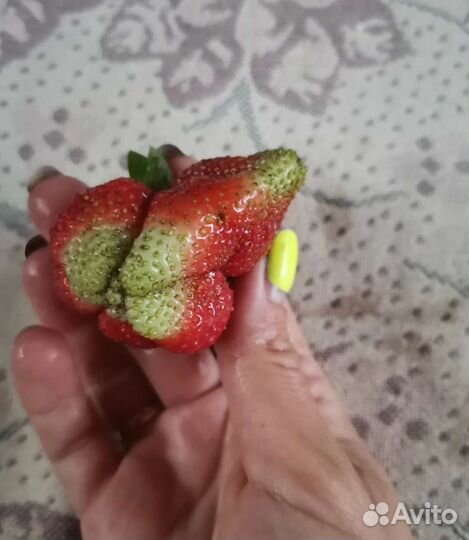 Рассада клубники