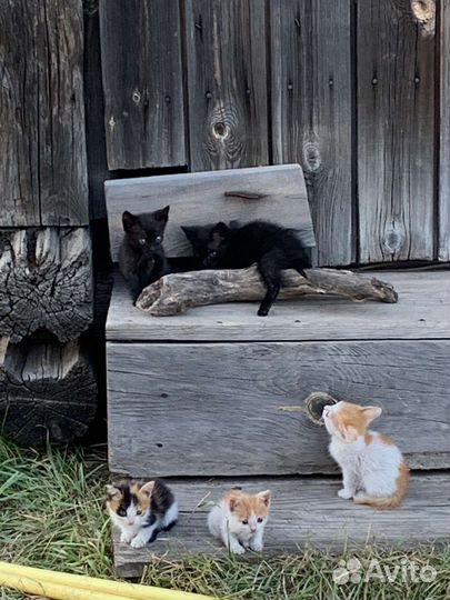 Котята в добрые руки