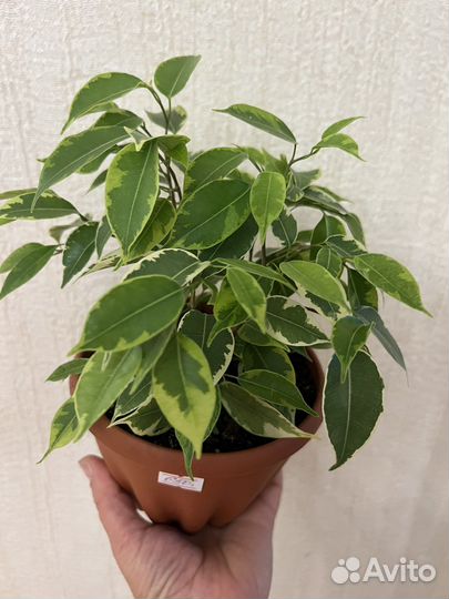 Фикусы в ассортименте