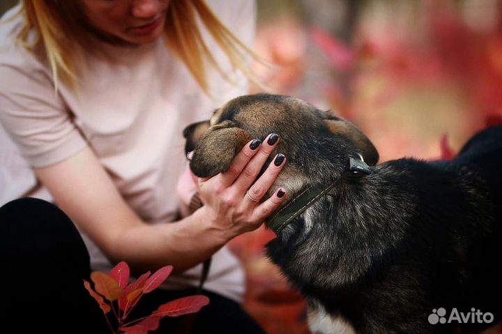 Дарк ищет дом