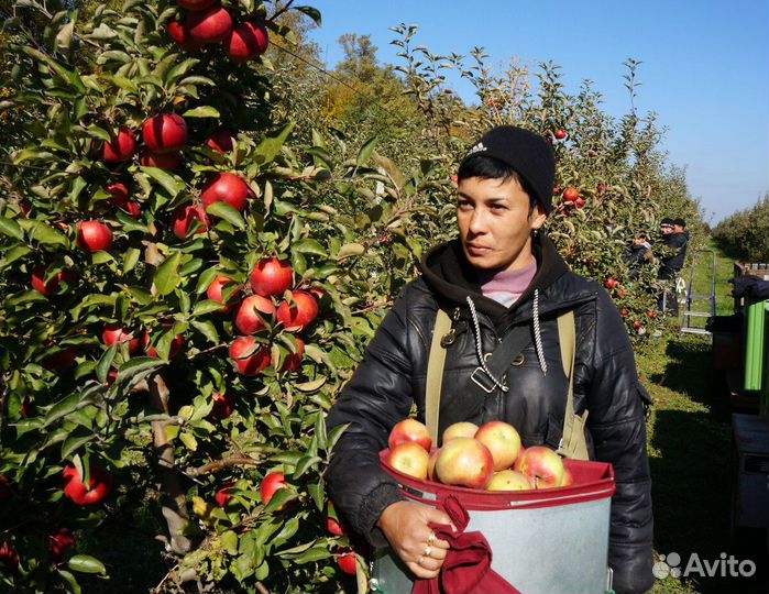 Сбор яблок.Питание+жилье.Оплата ежедневно.Липецк
