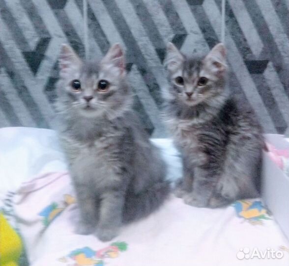 Кошечки 2,5 месяца