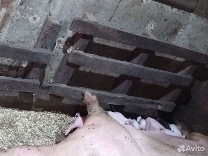 Поросята ландрас