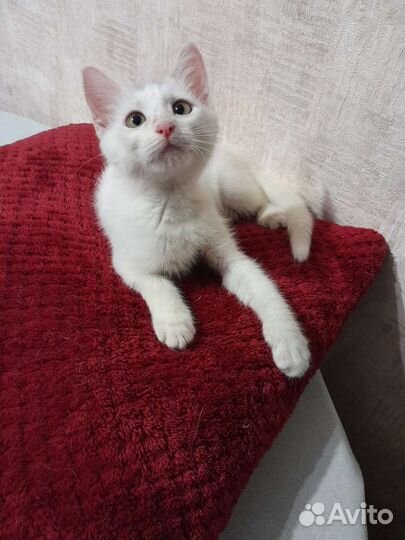 В добрые руки