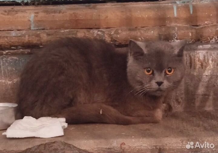 Кошку выкинули. Нужен дом или передержка