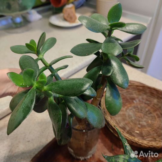 Крассула толстянка