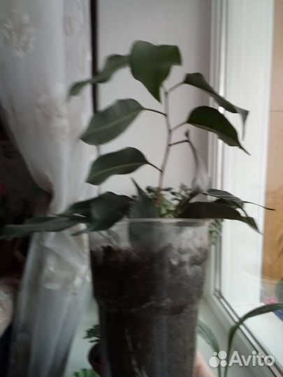 Фикус бенджамина