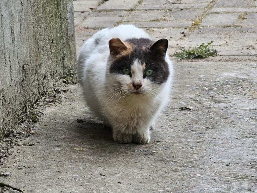 Кошка последний шанс