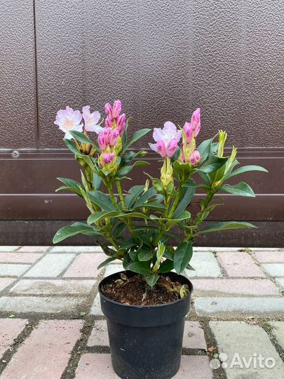 Рододендрон