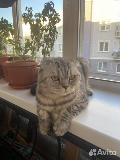 Шотландский кот