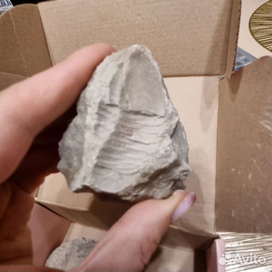 Окаменелости трилобит