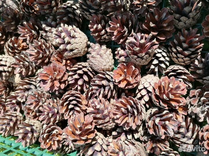 Шишки сосновые