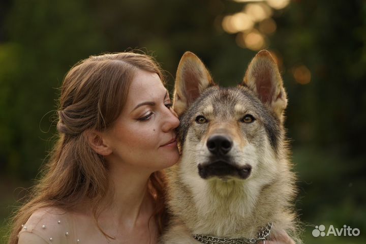 Волк, собака для фотосессии