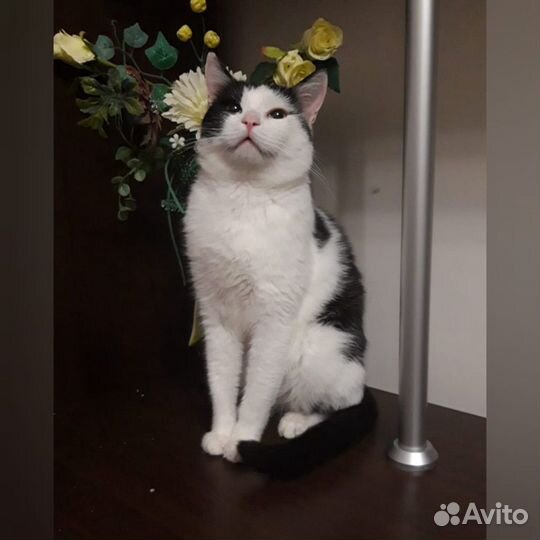 Котик в добрые руки