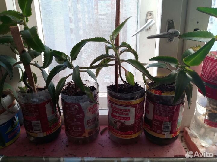 Каланхоэ, алоэ вера и лечебное алоэ