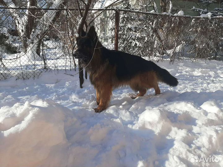 Немецкая овчарка вязка