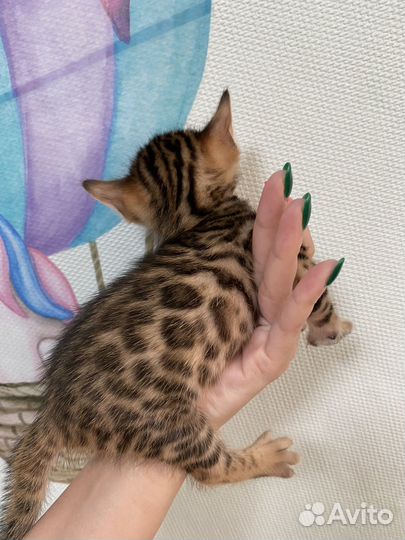 Бенгальская