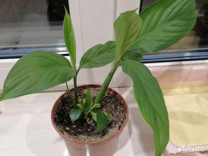 Спатифиллум женское счастье