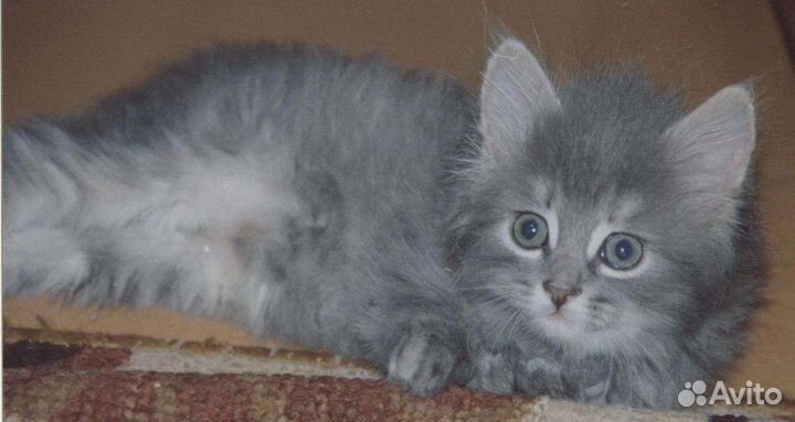 Милые пушистики