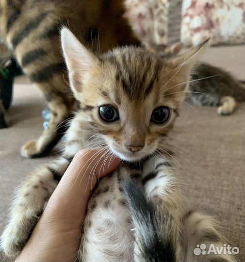 Бенгальские котята