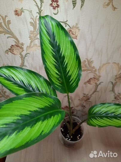 Калатея Бьюти стар