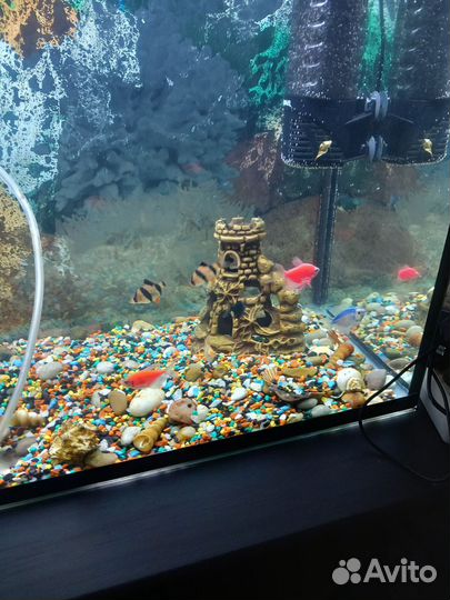 Аквариумные рыбки