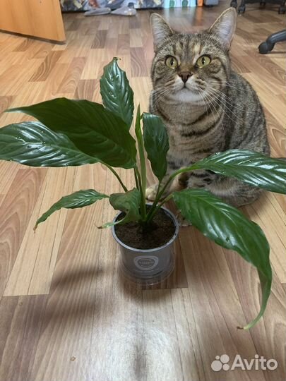 Спатифиллум (женское счастье)