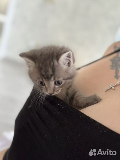 Котенок сибирский