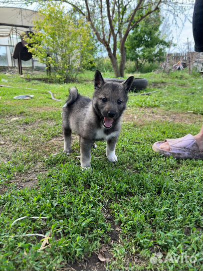 Щенки западно сибирской лайки