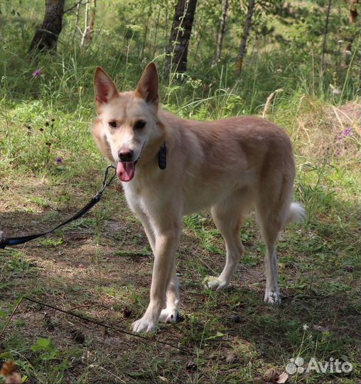 Собака Мирта