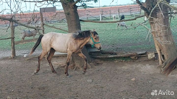Продаю жеребца полукровка