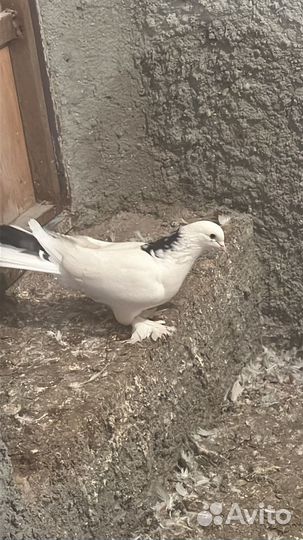 Голуби узбеки
